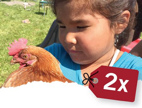 donate a chicken|buy a chicken for charity.